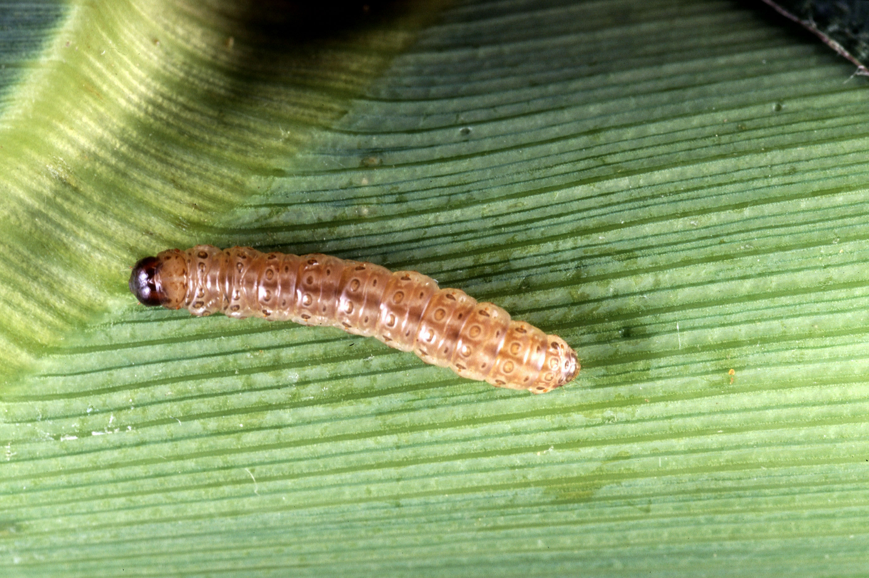 Protecting Crops with Caterpillar Spit and Other Innovations in